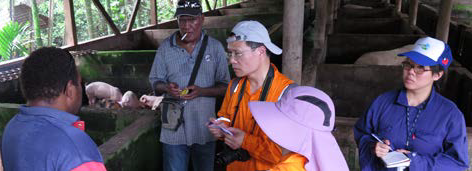 I.C.D.F TO BENEFIT LOCAL SOLOMON ISLANDS PIG FARMERS item-thumbnail