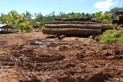 GOV’T NOW RESTRICTS ISSUING OF LOGGING LICENSES item-thumbnail