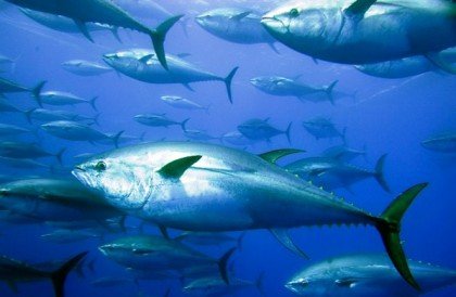 OPPOSITION COMMENDS DCCG ON TUNA BENEFITS item-thumbnail