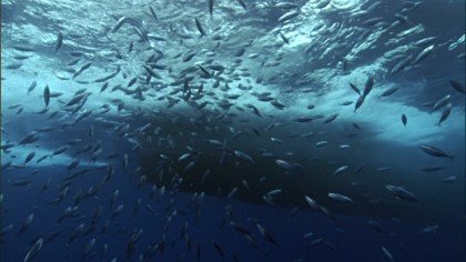 US TUNA TREATY WITHDRAWAL AFFECTS MINISTRY PROGRAMS item-thumbnail
