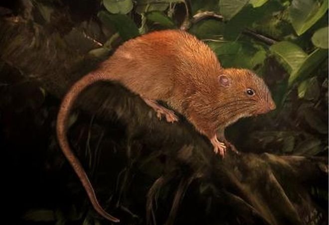 Enormous, coconut-cracking, tree-dwelling rat found in Solomon Islands Enormous, coconut-cracking, tree-dwelling rat found in Solomon Islands