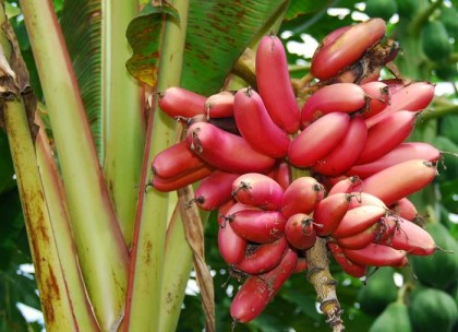 A banana variety in Makira Ulawa Province. Photo credit: dialogues.cgiar.org