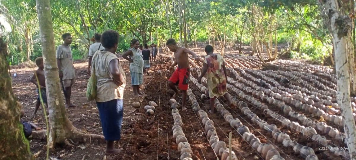 West Kwaio Constituency Rolls Out Coconut Rehabilitation Project