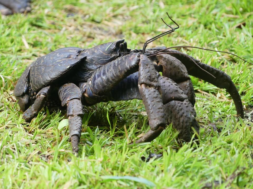 GP imposes ban on harvesting coconut crabs