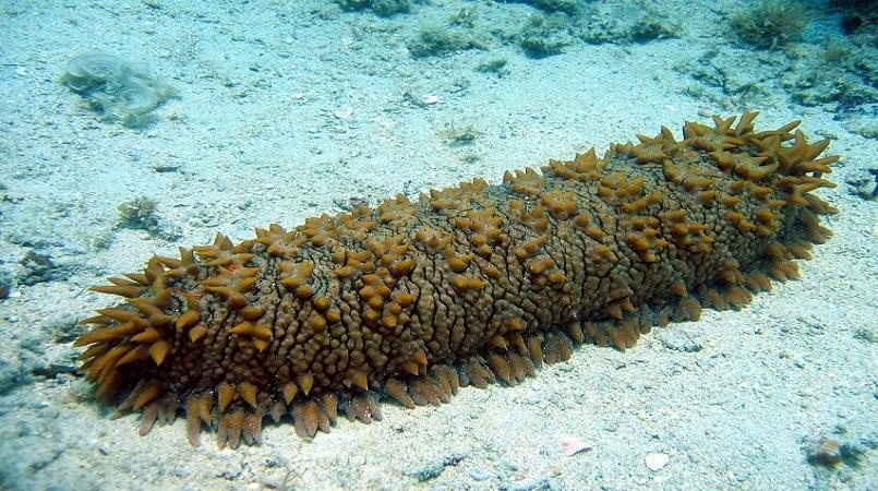 Beche-de-mer ban officially lifted