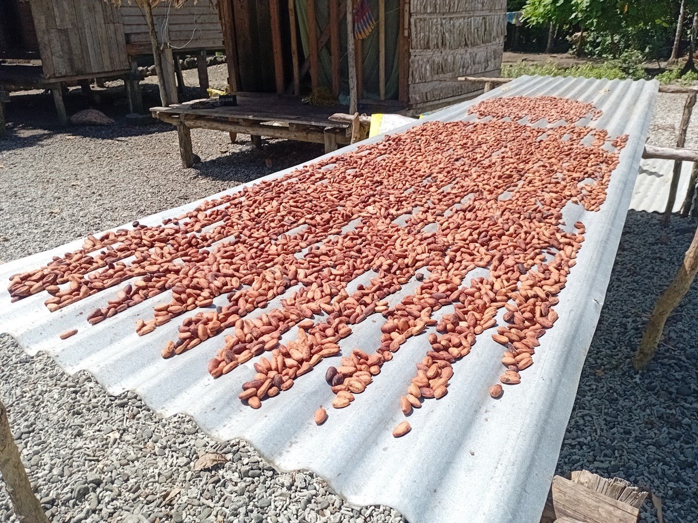 Cocoa grower calls on MAL to visit Rural Famers Cocoa grower calls on MAL to visit Rural Famers