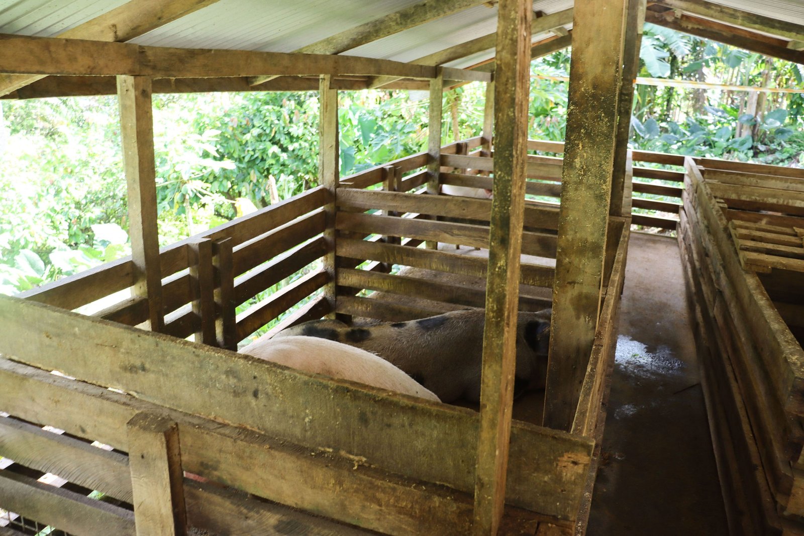 SIART empowers local pig farmers to manage their agribusiness
