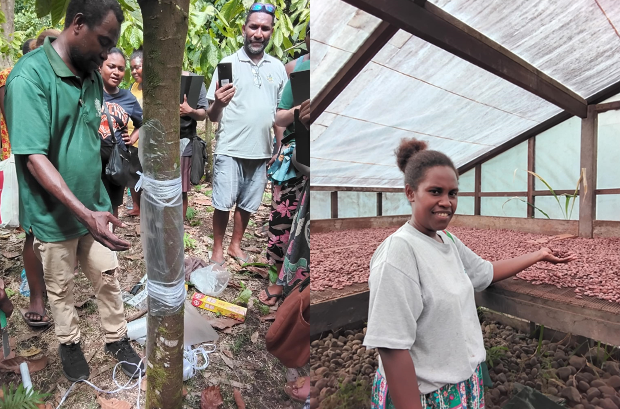 SIART Strengthens Cocoa Farming Skills in Guadalcanal through Training of Trainers Program