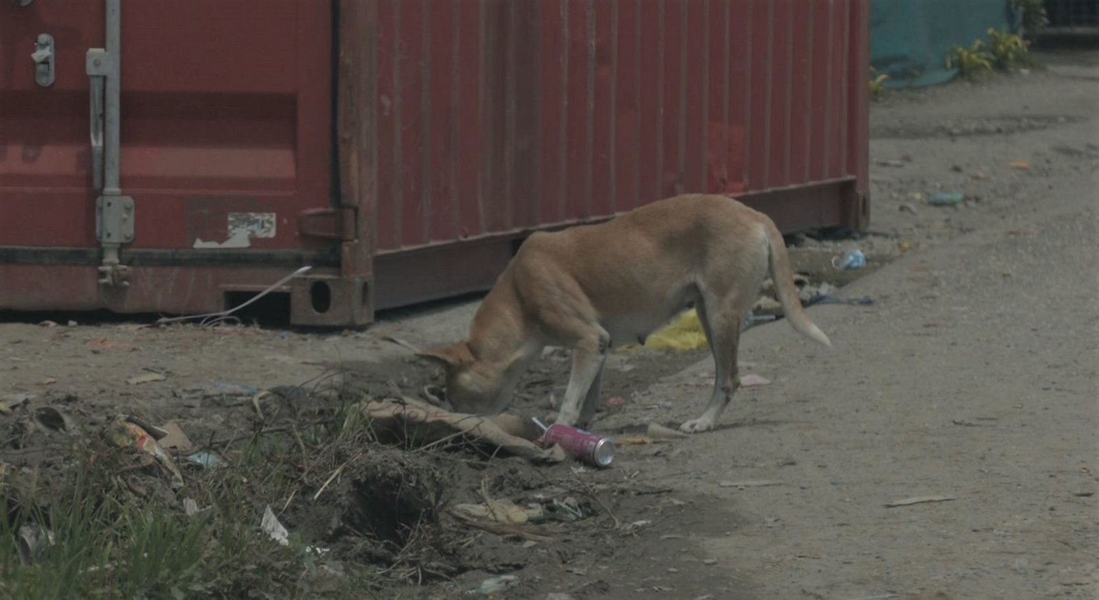Gizo town council to control stray dogs in Gizo town following attacks on humans Gizo town council to control stray dogs in Gizo town following attacks on humans