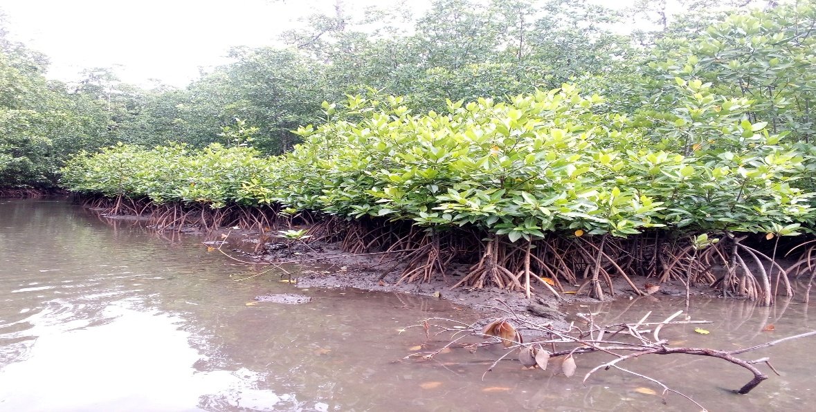 AHNRA prioritizes mangrove rehabilitation initiative AHNRA prioritizes mangrove rehabilitation initiative